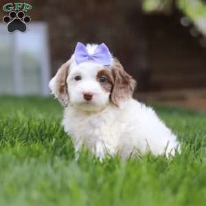 Jewel, Cockapoo Puppy